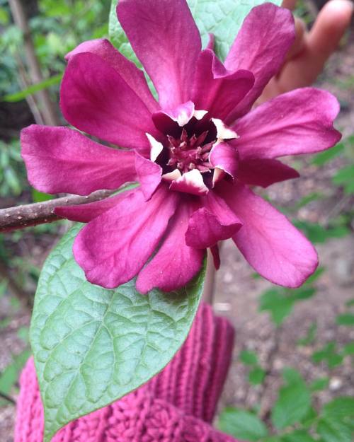 #sweetshrub #Calycanthus #hendersonville #northcarolina #nc (at Hendersonville, North Carolina)
