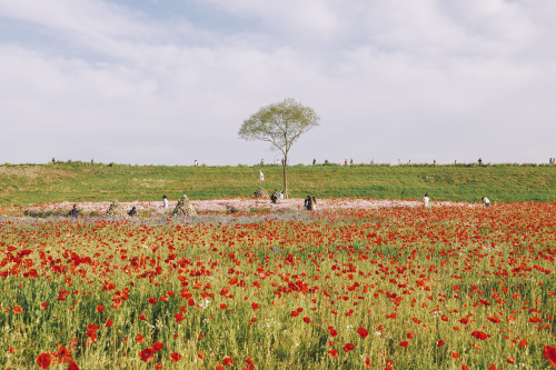 2022-05-15afternoon sceneryCanon EOS R3 + RF15-35mm f2.8L ISInstagram  |  hwantastic79vivid