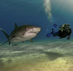 everythingshark:  Excuse me, Sir, do you have a moment to talk about our Lord and savior?  Lmfao