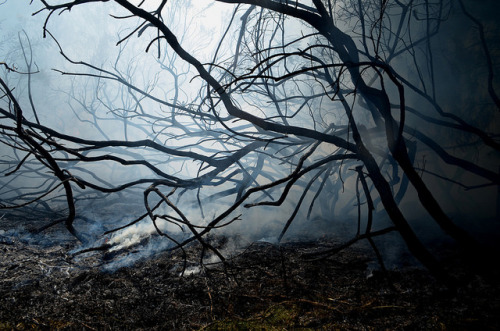 Fire at Rendlesham Forest by little_auk on Flickr.