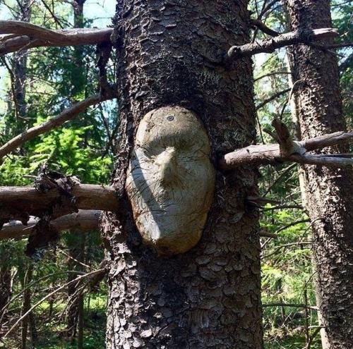 unexplained-events: Tree Pareidolia