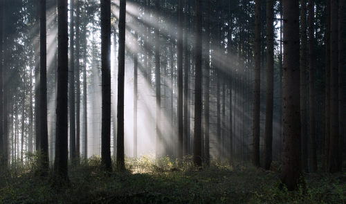 still&hellip;but with hearts beating by Wolfgang Schrittwieser