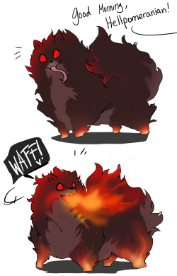 herzspalter:  Little Pomeranian from Hell