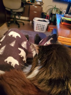 berandomness:Thank you whatever deities are out there for my very tolerable cat who