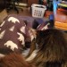 berandomness:Thank you whatever deities are out there for my very tolerable cat who