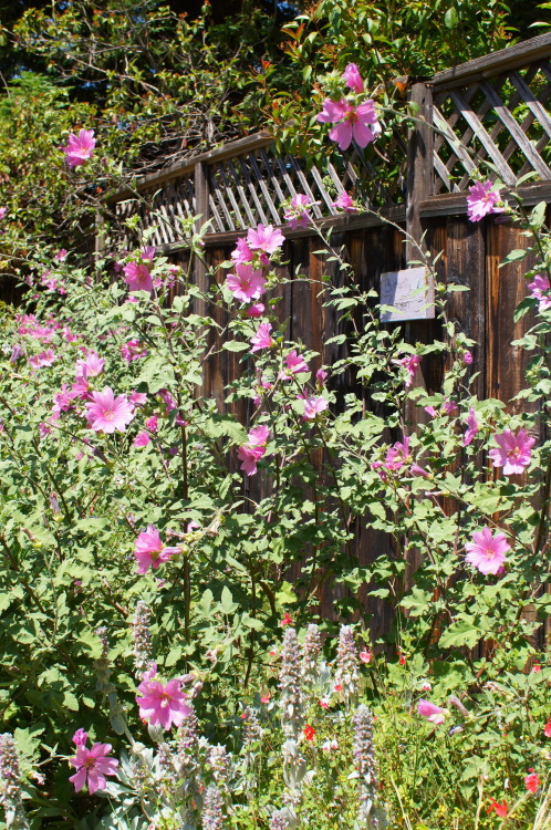 flora-file:
“Flowers in the School Garden - July 5, 2014 (by flora-file)
”