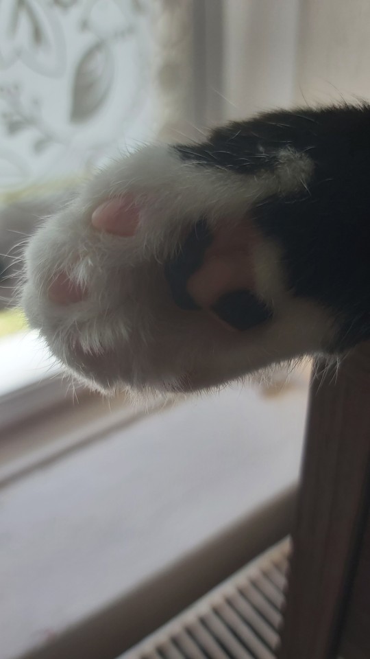 *Special Boop From My Cat*