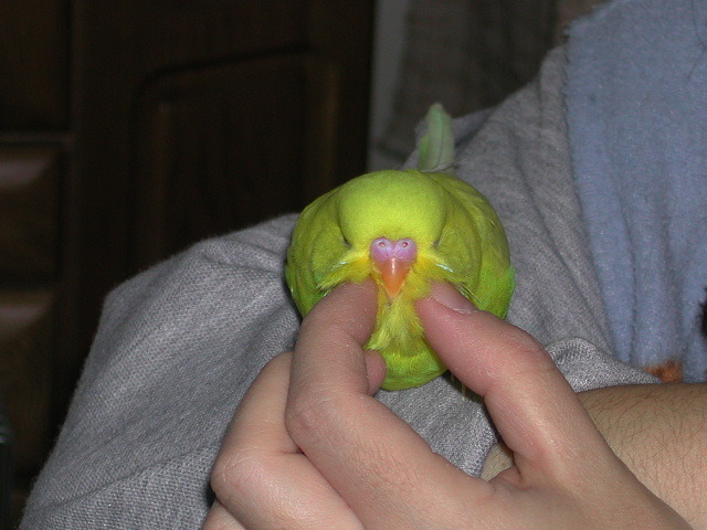 fat-birds:  lavastormsw:  bizarro-sai:  I…what…omg.  SO CUTE  BUDGIE 