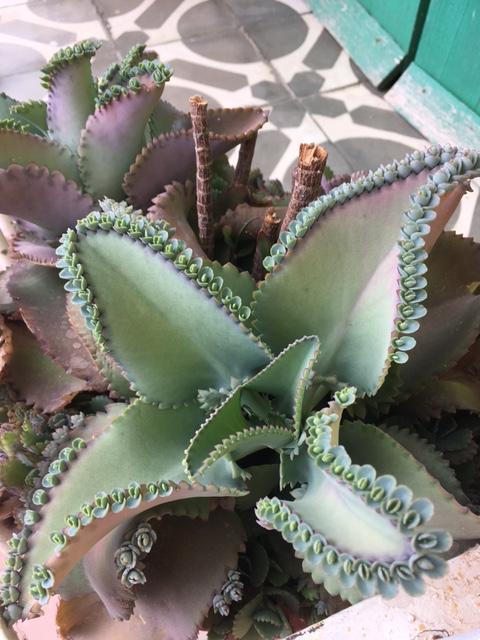 sweetsucculents: kerteszet: Found this amazing succulent in Trinidad, Cuba. Can anyone help identify