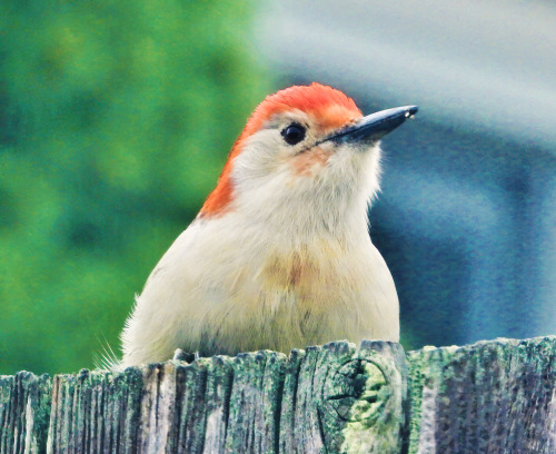 birbmania