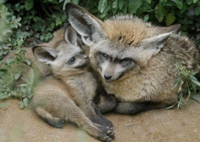 biologyluv:Otocyon megalotisThe bat eared fox, native to south and east Africa, isn’t