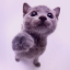 meowie1211