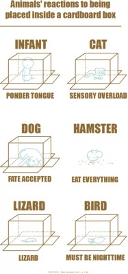 9gag:  My Hamster eats WoodBoxes too… 