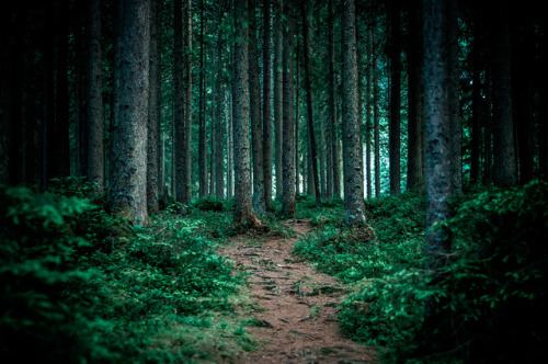 flavia-foresta: woods by Zanthia on Flickr.