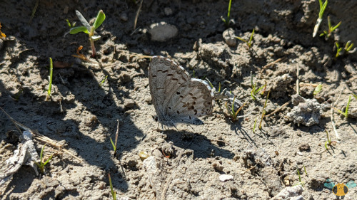 Lucia Azure Butterfly - Celastrina luciaHere’s a fun-looking specimen, and a more glamorous find alo