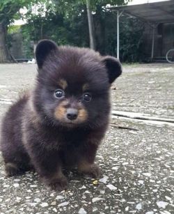 babyanimalgifs:  He looks like a little bear