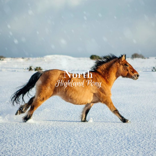 Populating The Dothraki Sea, This Horse Is Short, But Stocky. They Are Valued For Their Exceptional Hardiness