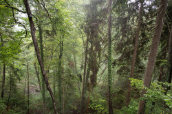 90377:   	uetliberg jungle by Toni   