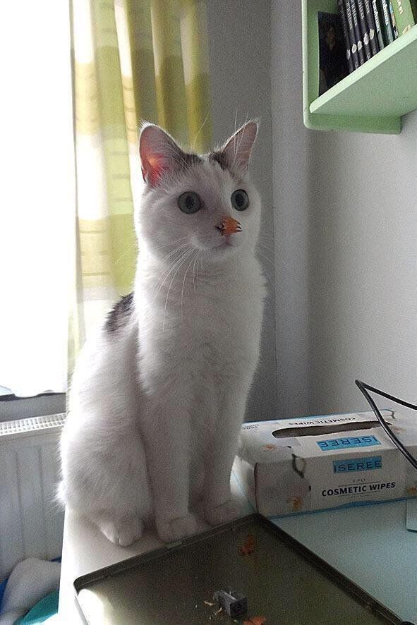 babyanimalgifs:what have i done