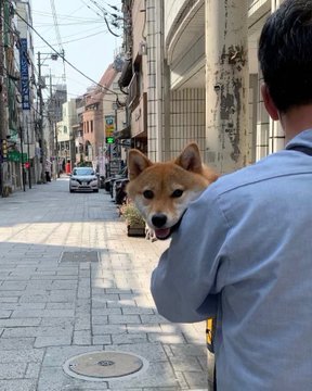 愛犬☺︎柴︎☺︎maru❁⃘*.ﾟ on Twitter: &ldquo;お母さんの仕事場に行ったワン でも&hellip;マルは〜 散歩終わったので帰るワン 後で迎えに行くからね〜頑