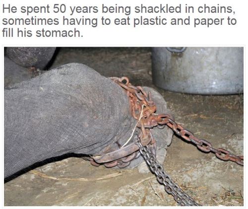 angelclark: Elephant Raju Cries After Being Rescued From 50 Years Of Suffering In Chains  This 