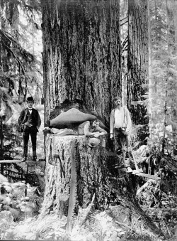 Lumberjacks cutting down a redwood in Humboldt