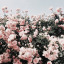 boredsimmer22