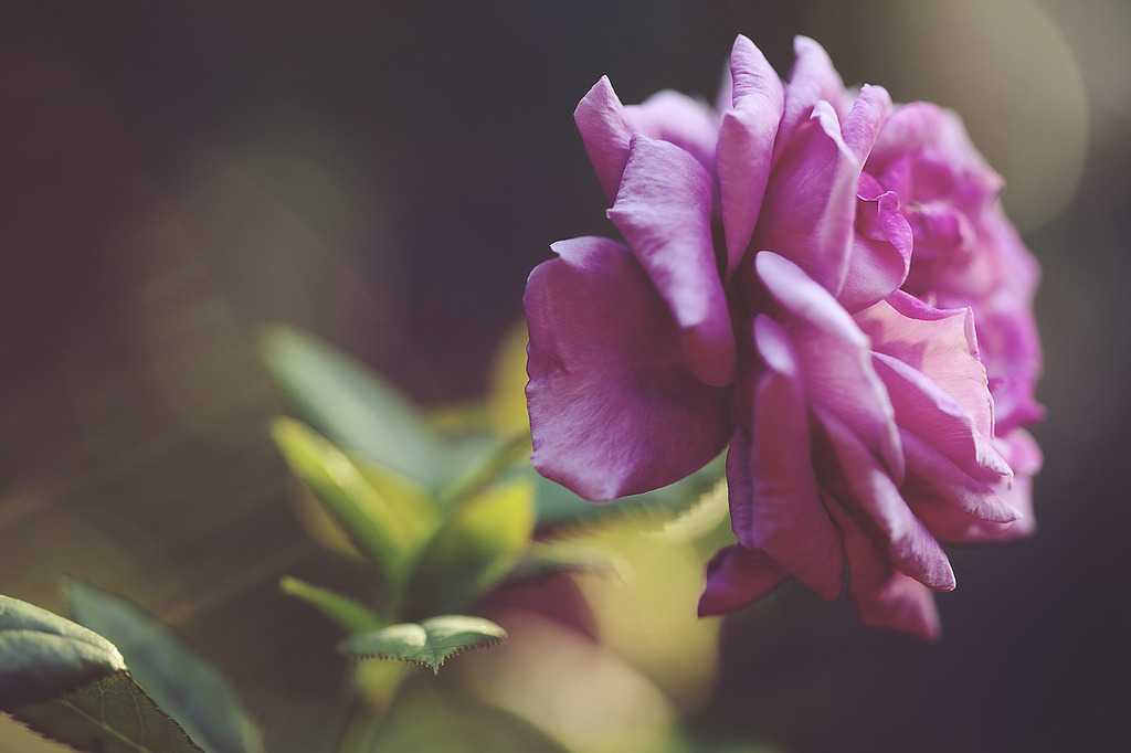 atraversso:  Beautiful flowers by Mary Parker 