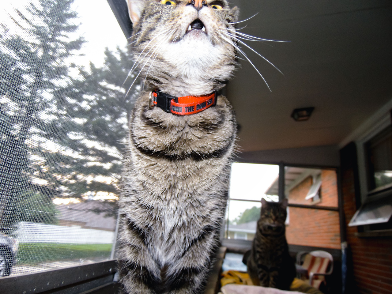 ZELDA; CAT ON A LEASH (and her not as awesome roommates)