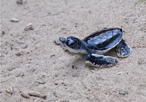 thelovelyseas:    A green turtle hatchling from the tropical island of Tenggol, Terengganu, Malaysia by Bitty Chong      