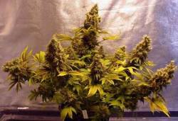 cannabisfb:  Strain : Double Dutch http://ift.tt/1oDudU0