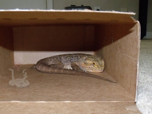 i-m-snek:  I awoke the dragon! This is his napping spot when I have him running around the living room :P