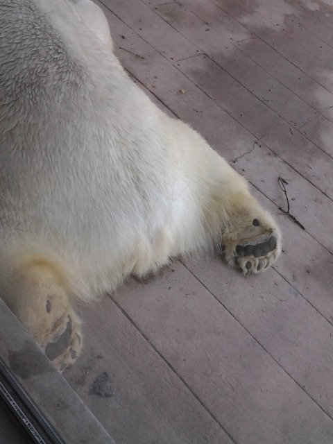 moogmachine:  Polar bear feet make me happy