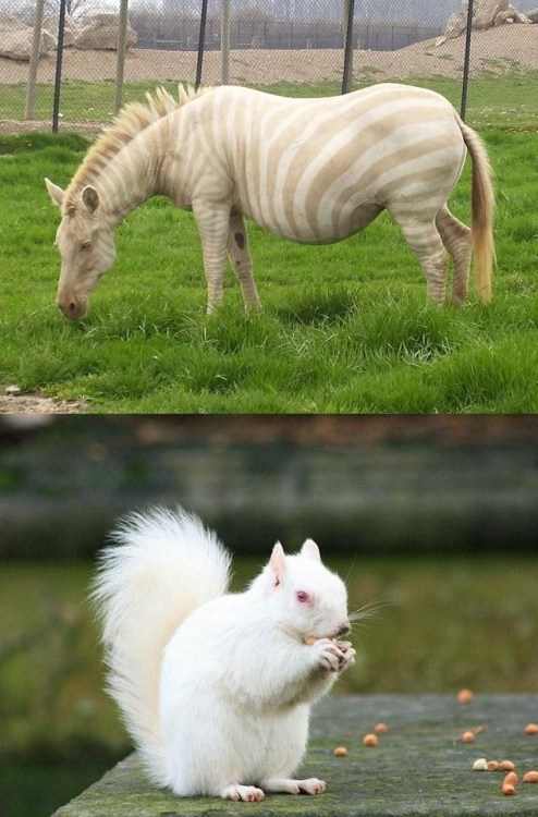 ohfunniest: Albino Animals