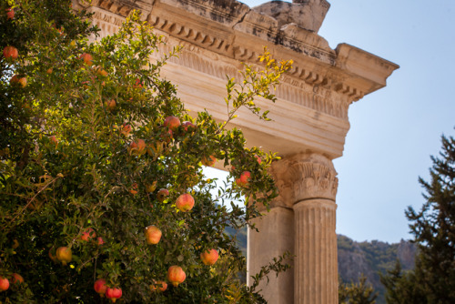 amediterranean: honorthegods:  Pomegranate Trees Among the Ruins by Jason Noble, October 2014.  Ephe