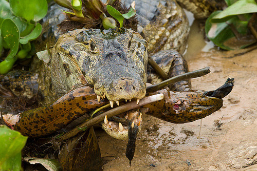 thepredatorblog:  Caiman with a lungfish (by Richard Denyer) 