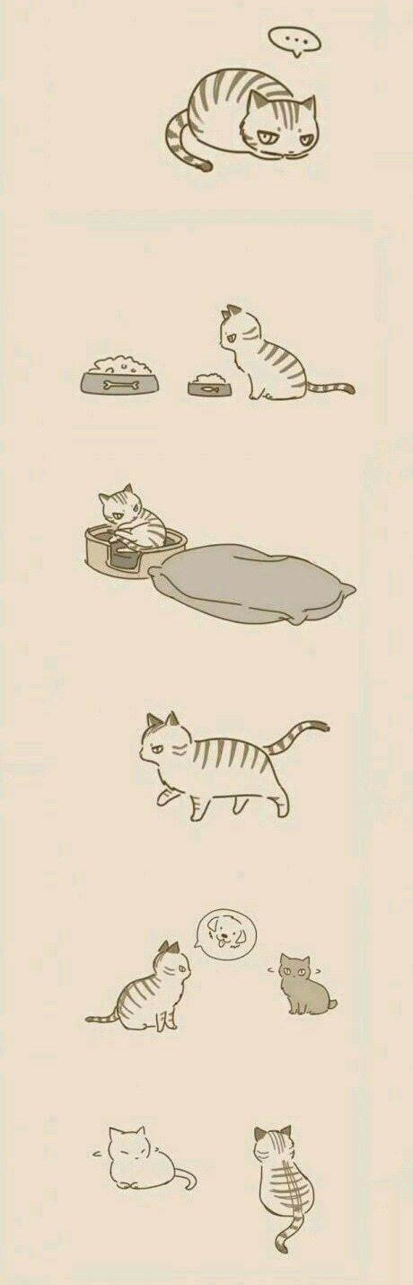 Cat and Dog