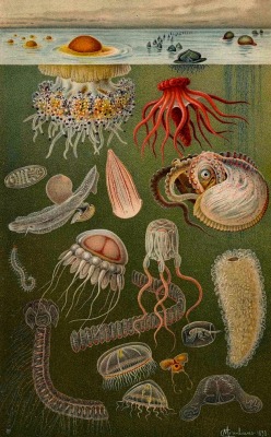 magictransistor:  Alexander Theodor von Middendorff, Aufzählung und Beschreibung der zur Meersfauna Russlands gehörigen Einschaler, 1894.