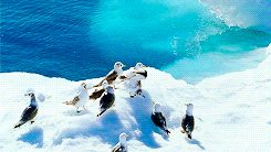   To the Arctic 3D (2012)  