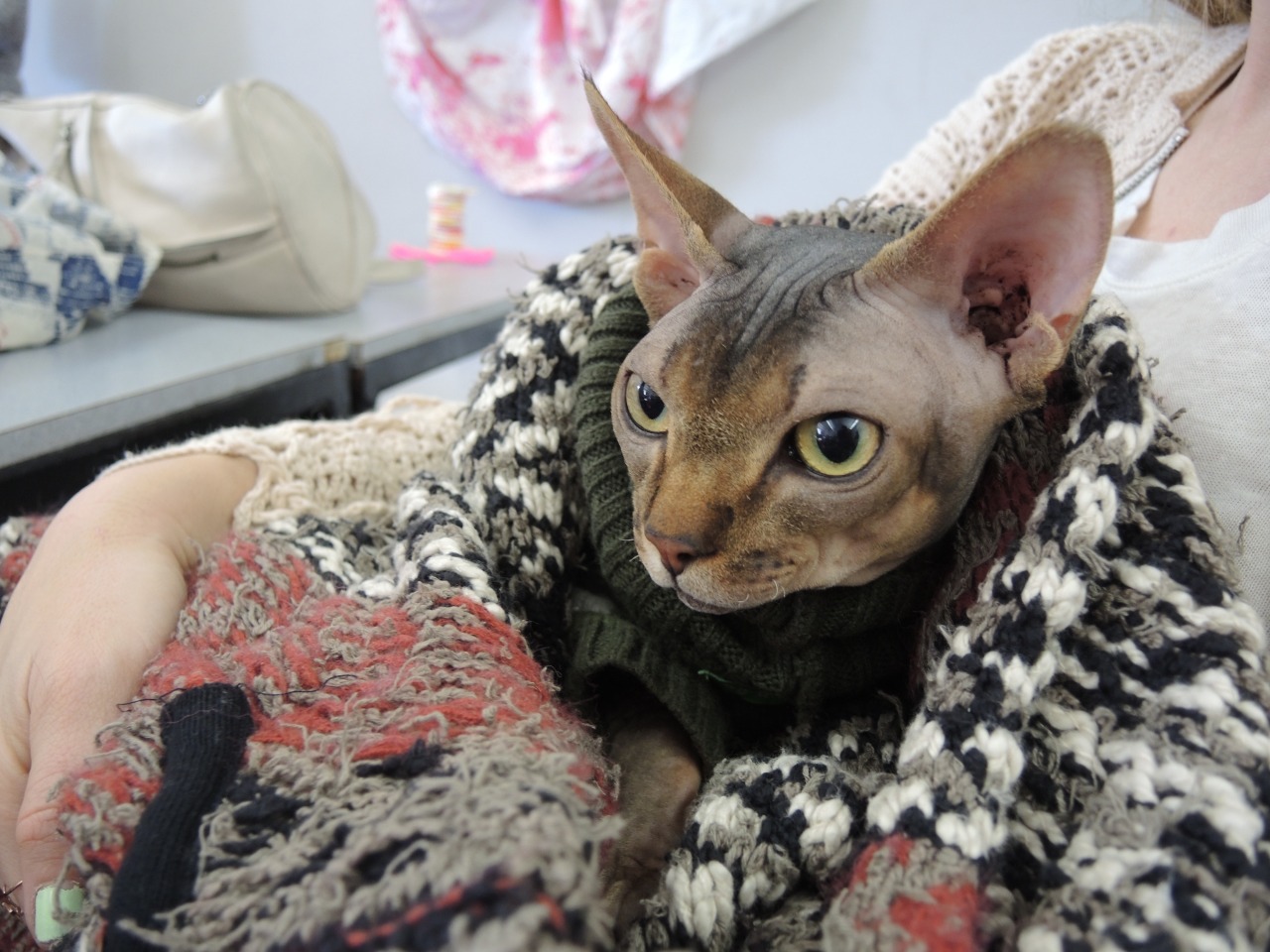 kropotkitten:  fungusqueen:  my classmate brought her hairless cat to our final in