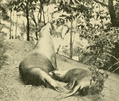 Sea-lion suckling her young, Paris, Jardin d’acclimatation, early 20th century(source: Charles Victo