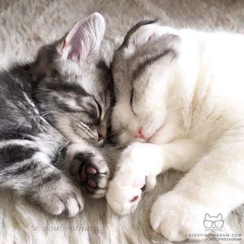 catsofinstagram:From @zoubrothers: “Sweet nap time” #twitterweek #catsofinstagram [source: if