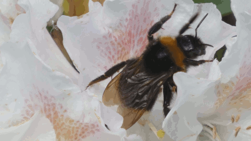 Worldbeeday Explore Tumblr Posts And Blogs Tumgir