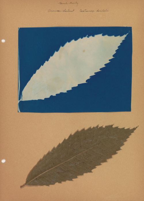 nobrashfestivity:Unknown, Notebook with cyanotypes and leaves, around 1900