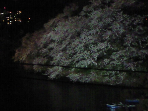 haruka-nature:  Sakura 　Night Chidorigahuchi Tokyo