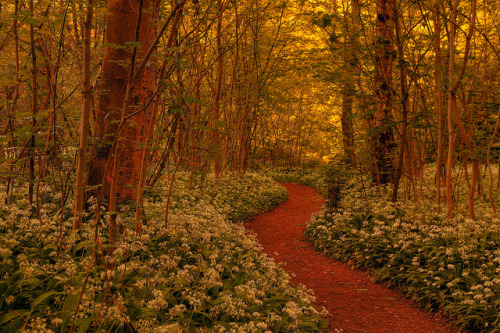 noctaeris: Steve Thompson Lancashire, England