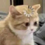 poisonouspotatosblog