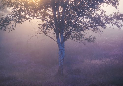 Westruper Heide, Germany by clara.tardis