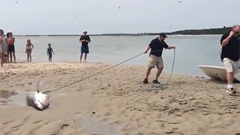 sizvideos:  Rescuing a sharkVideo