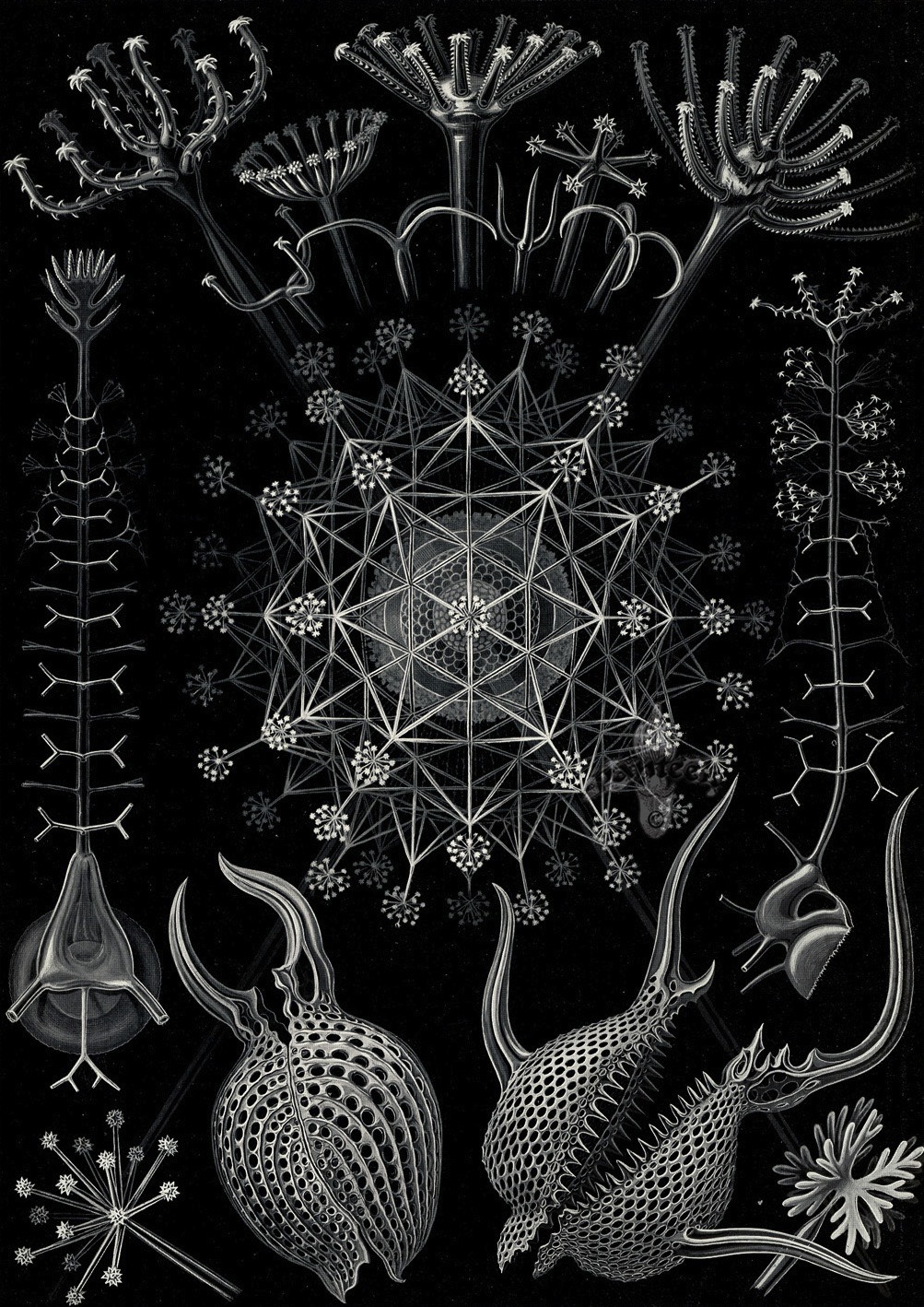 magictransistor:  Ernst Haeckel. Hexacoralla, Ascomycetes, Lichenes, Phaeodaria,